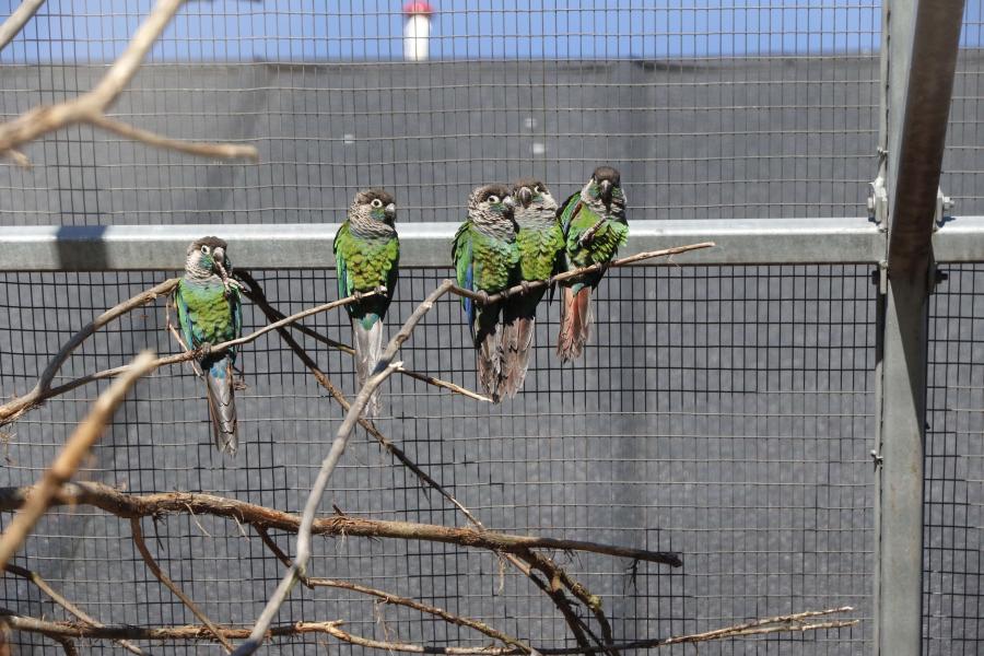 Fugle i Madsby Legepark 