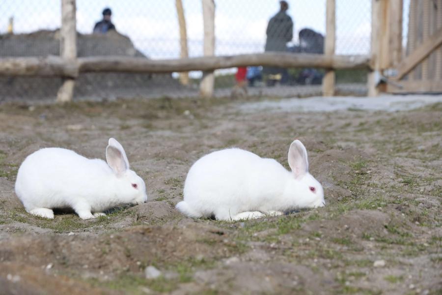 Kaniner i Madsby Legepark 