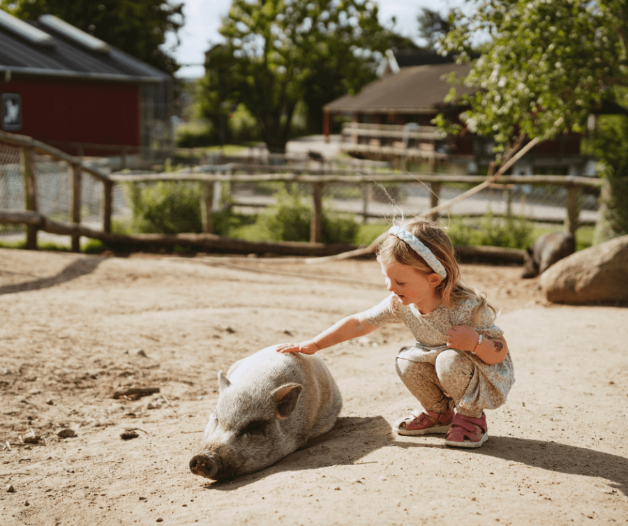 Besøg grisene i Madsby Legepark 