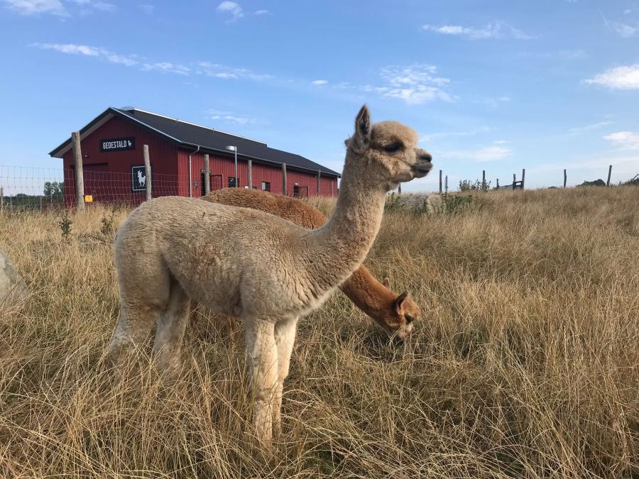 Alpaka i Madsby Legepark